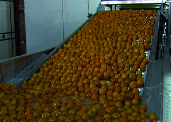 China Cadena de producción vegetal inteligente de la fruta sistemas de transportador de empaquetado automáticos proveedor