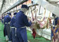 Cadena de producción partida de carne del cordero de la cabra matanza que transporta el tipo de proceso entero proveedor