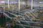 Ladrillo automatizado - forme la cadena de producción embalada de lechería para la leche pura/reconstituida proveedor