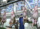 Cadena de producción partida de carne del cordero, cadena de producción industrial transformación posterior proveedor