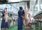 Cadena de producción partida de carne del cordero, cadena de producción industrial transformación posterior proveedor